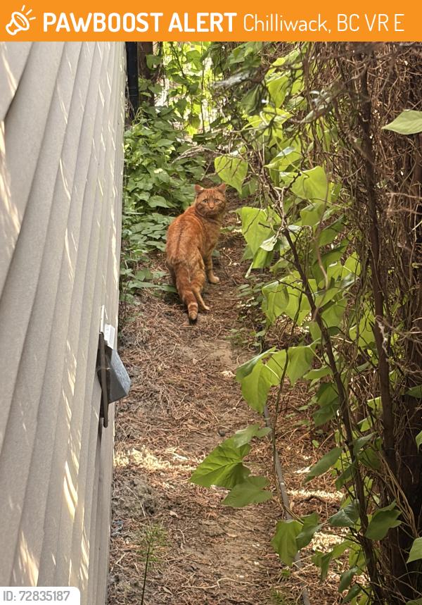 Found/Stray Unknown Cat last seen Elizabeth ave and kehler st, Chilliwack, BC V2R 5E3