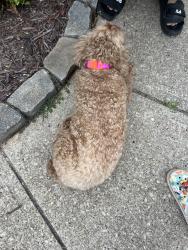 Reunited Female Dog last seen Silver ridge neighborhood , Johns Creek, GA 30022