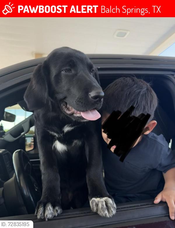 Lost Male Dog last seen Quail Dr and Pioneer , Balch Springs, TX 75180