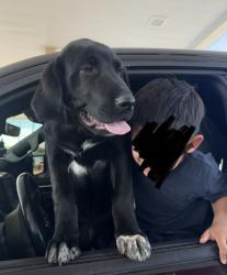 Lost Male Dog last seen Quail Dr and Pioneer , Balch Springs, TX 75180