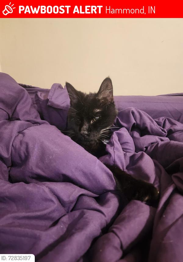 Lost Male Cat last seen 169th and Indianapolis , Hammond, IN 46323