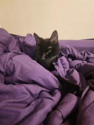 Lost Male Cat last seen 169th and Indianapolis , Hammond, IN 46323