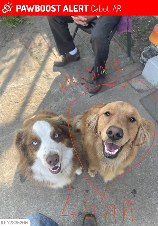 Lost Female Dog last seen E Main Street, Cabot, AR 72007