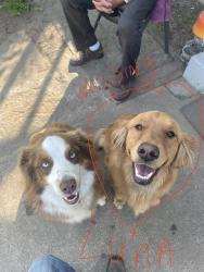 Lost Female Dog last seen E Main Street, Cabot, AR 72007
