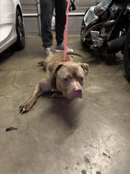 Found/Stray Male Dog last seen Eldridge and Dairy Ashford, Houston tx, Houston, TX 77077