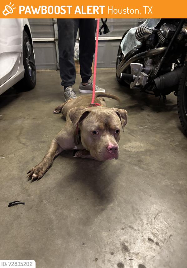 Found/Stray Male Dog last seen Eldridge and Dairy Ashford, Houston tx, Houston, TX 77077