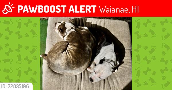 Lost Male Dog last seen Last seen on Nanakuli Ranch chasing cows, Waianae, HI 96792