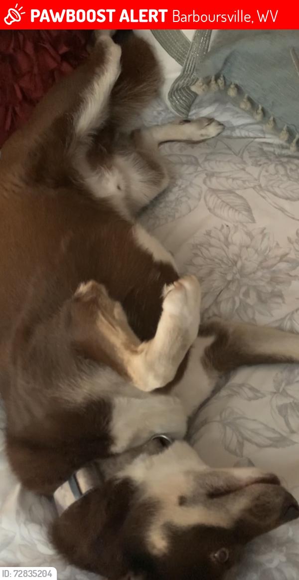 Lost Male Dog last seen Barboursville wv, Barboursville, WV 25504