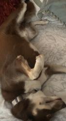 Lost Male Dog last seen Barboursville wv, Barboursville, WV 25504