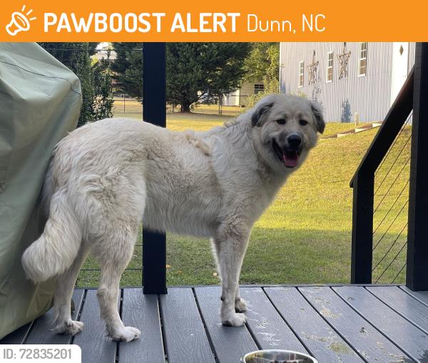 Found/Stray Female Dog last seen Near 3 Bridge Road and Fairground Road in Dunn, Dunn, NC 28334