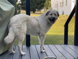 Found/Stray Female Dog last seen Near 3 Bridge Road and Fairground Road in Dunn, Dunn, NC 28334