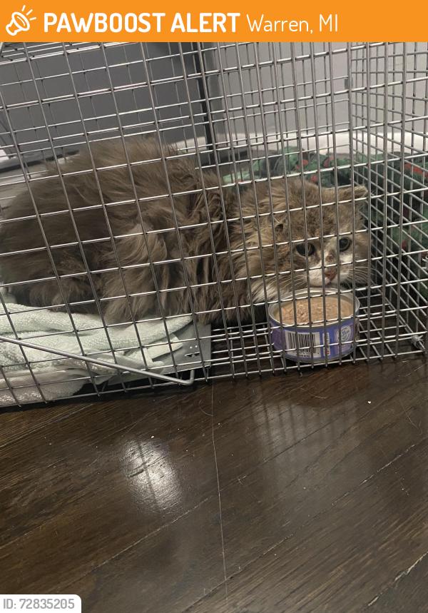 Found/Stray Female Cat last seen Schoenherr and 11 mile, Warren, MI 48089