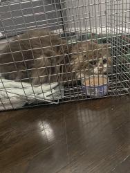 Found/Stray Female Cat last seen Schoenherr and 11 mile, Warren, MI 48089
