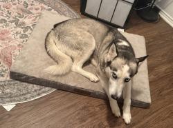 Found/Stray Female Dog last seen J A Hargrave Elementary , Fort Worth, TX 76123