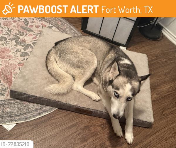 Found/Stray Female Dog last seen J A Hargrave Elementary , Fort Worth, TX 76123