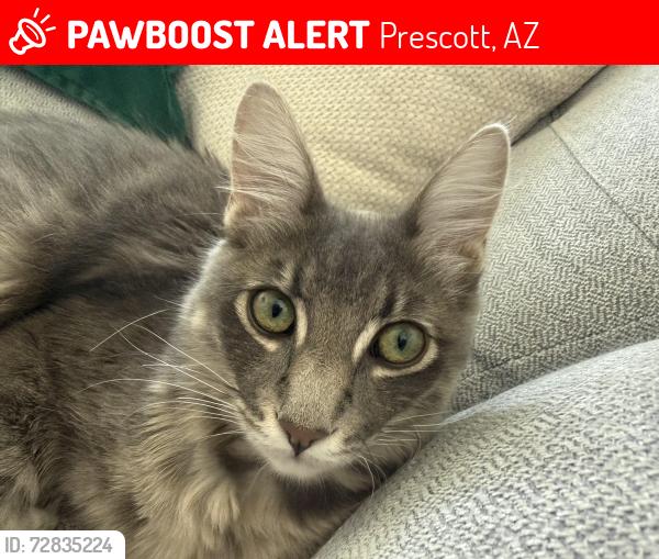 Lost Male Cat last seen 1st street and Hillside, Prescott, AZ 86301