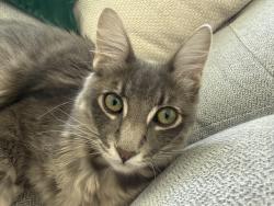 Lost Male Cat last seen 1st street and Hillside, Prescott, AZ 86301