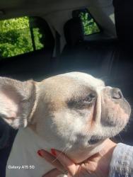 Found/Stray Male Dog last seen High street and 68 Midland ohio, Midland, OH 45148