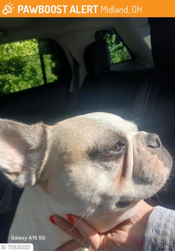 Found/Stray Male Dog last seen High street and 68 Midland ohio, Midland, OH 45148