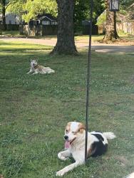 Found/Stray Male Dog last seen Vaughn and philwood, Memphis, TN 38122