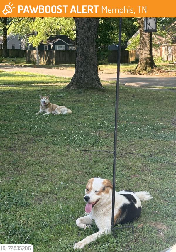 Found/Stray Male Dog last seen Vaughn and philwood, Memphis, TN 38122