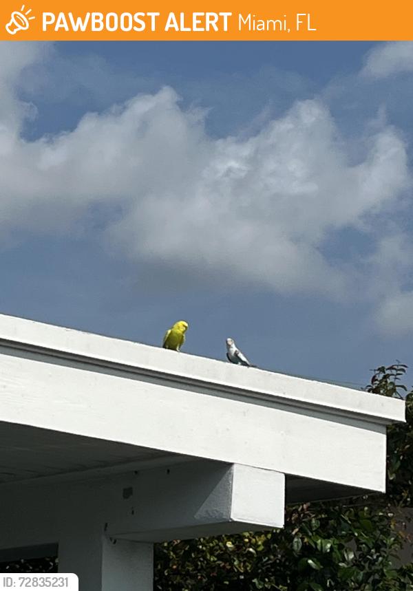 Found/Stray Unknown Bird last seen 32nd street & sw94th ct, Miami, FL 33165