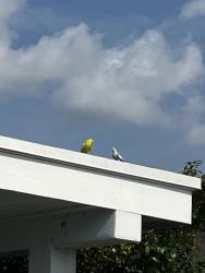 Found/Stray Unknown Bird last seen 32nd street & sw94th ct, Miami, FL 33165