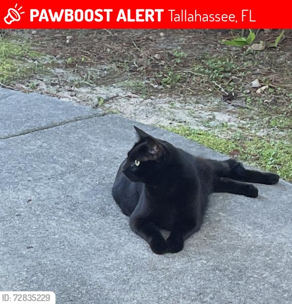 Lost Female Cat last seen Mahan road near blairstone, Tallahassee, FL 32308