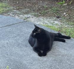 Lost Female Cat last seen Mahan road near blairstone, Tallahassee, FL 32308