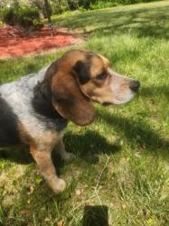 Found/Stray Male Dog last seen Jug Bay Natural Area Entrance on Croom Airport Road Upper Marlboro, MD, Upper Marlboro, MD 20772