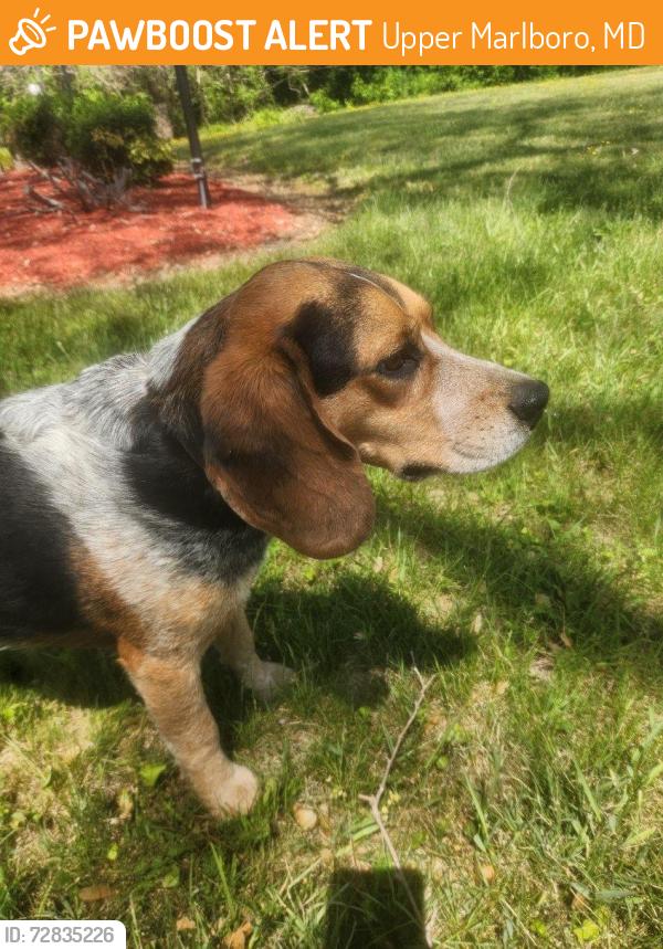 Found/Stray Male Dog last seen Jug Bay Natural Area Entrance on Croom Airport Road Upper Marlboro, MD, Upper Marlboro, MD 20772