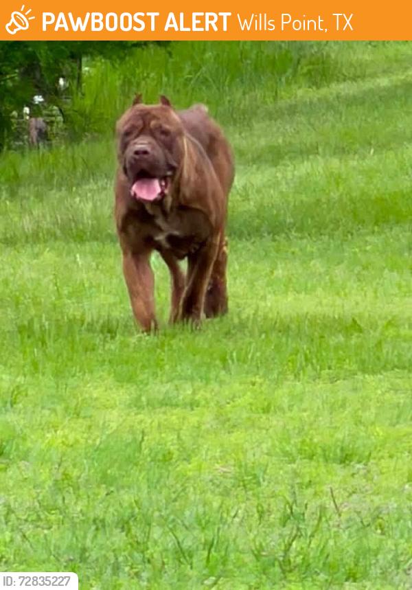 Found/Stray Unknown Dog last seen FM 1504 and VZ County Road 3210, Wills Point, TX 75169