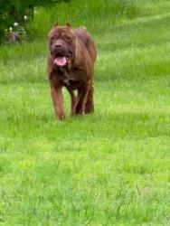 Found/Stray Unknown Dog last seen FM 1504 and VZ County Road 3210, Wills Point, TX 75169