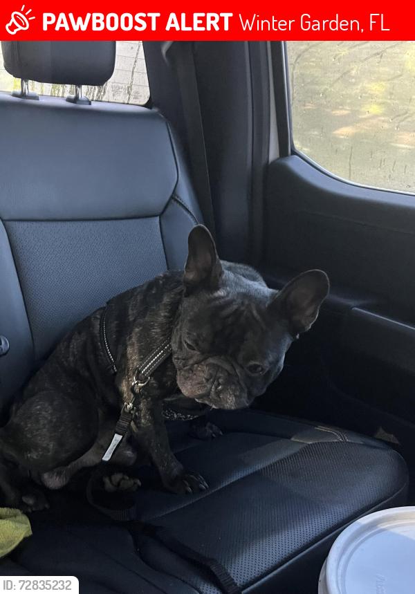 Lost Male Dog last seen Colt Lane and Phil C Peters Rd, Winter Garden, FL 34787
