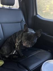Lost Male Dog last seen Colt Lane and Phil C Peters Rd, Winter Garden, FL 34787