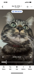 Lost Male Cat last seen Lowell park area , Everett, WA 98203