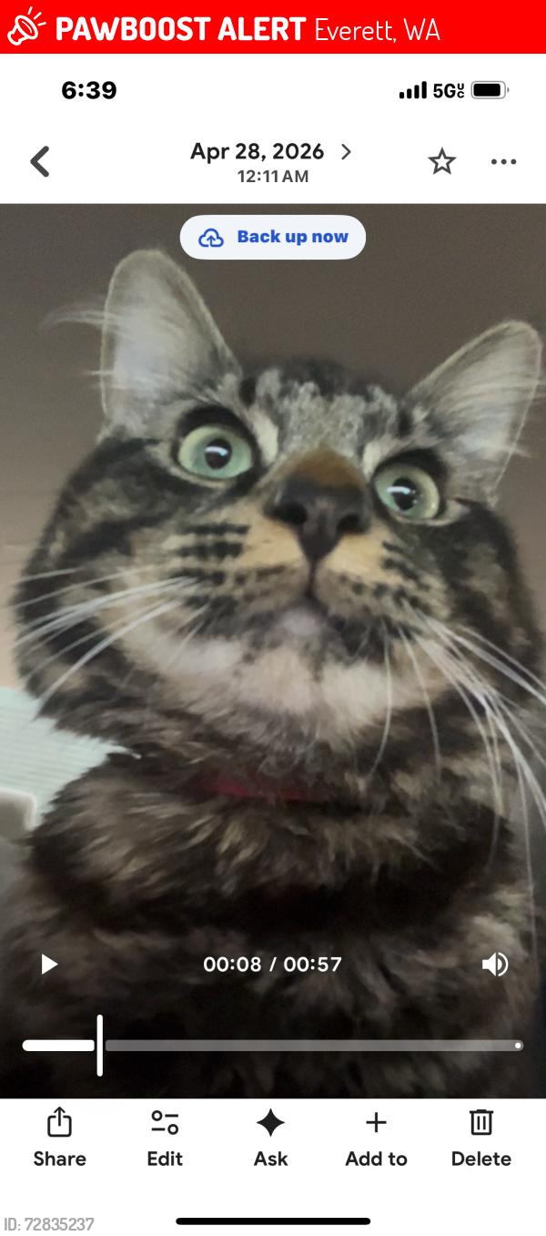 Lost Male Cat last seen Lowell park area , Everett, WA 98203
