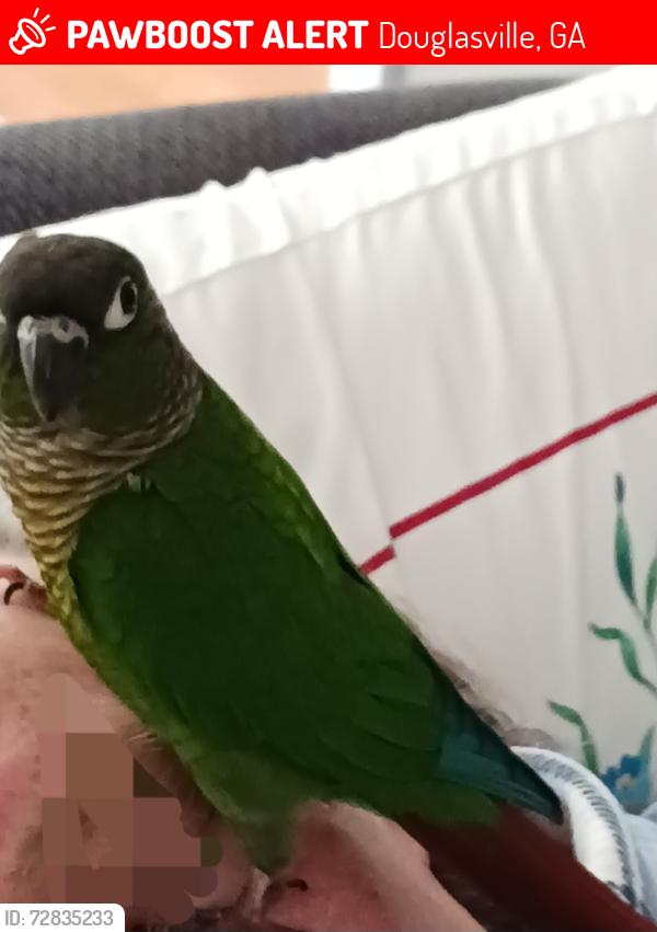 Lost Unknown Bird last seen Yeager Road, Douglasville, GA 30134