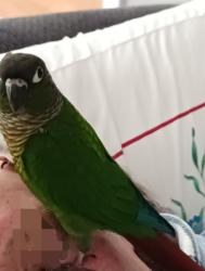 Lost Unknown Bird last seen Yeager Road, Douglasville, GA 30134