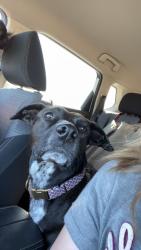 Lost Male Dog last seen FM 1903, Hunt County, TX 75402