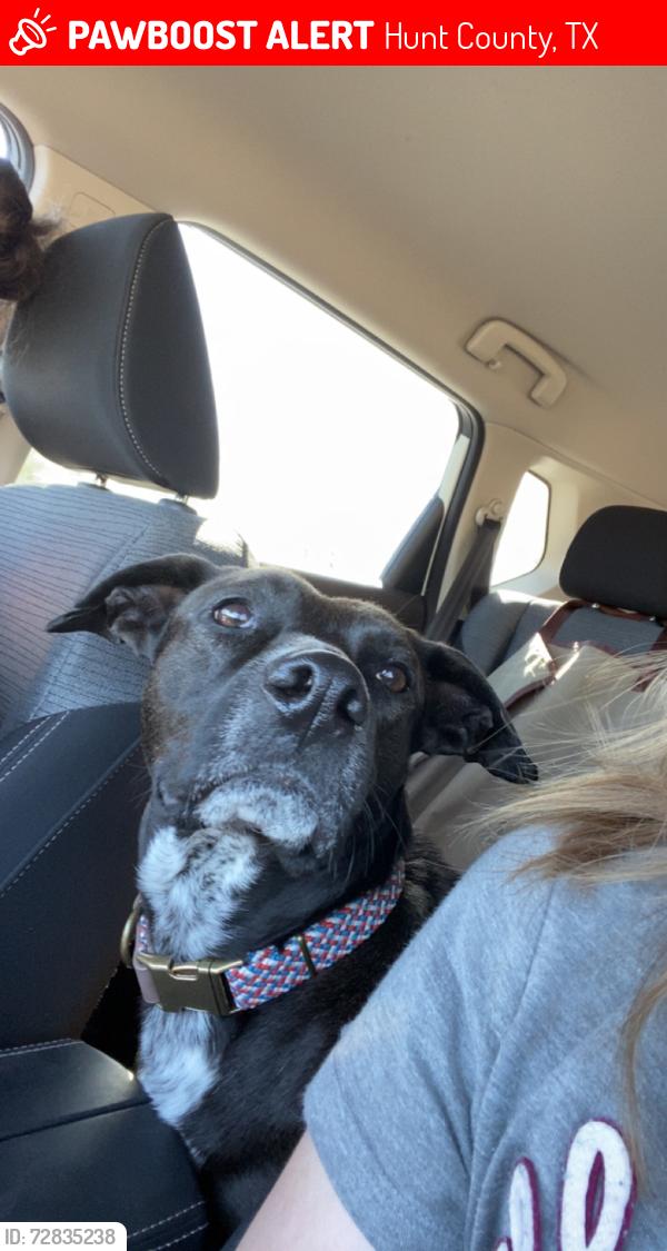 Lost Male Dog last seen FM 1903, Hunt County, TX 75402