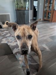 Lost Male Dog last seen 30th Ave and 58th Street N, St. Petersburg, FL 33710