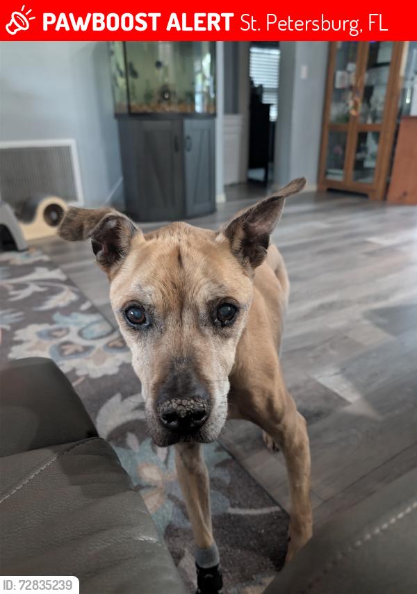 Lost Male Dog last seen 30th Ave and 58th Street N, St. Petersburg, FL 33710