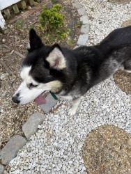 Found/Stray Male Dog last seen Ford Ave & Oak St, Mechanicsville, VA 23111