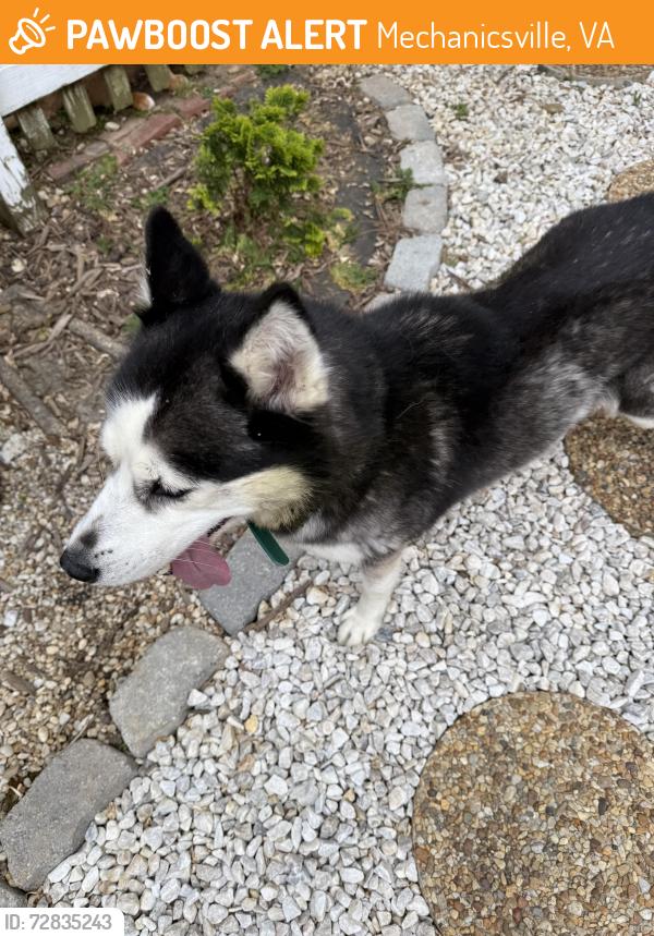 Found/Stray Male Dog last seen Ford Ave & Oak St, Mechanicsville, VA 23111