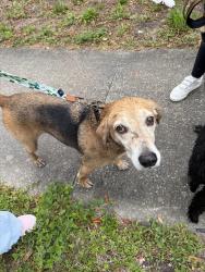 Found/Stray Female Dog last seen A 1 A,  wonder wood , Jacksonville, FL 32233