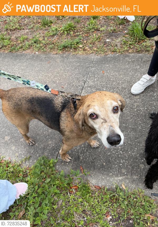 Found/Stray Female Dog last seen A 1 A,  wonder wood , Jacksonville, FL 32233