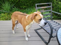 Reunited Male Dog last seen Thousand Oaks in So. Chas, South Charleston, WV 25303