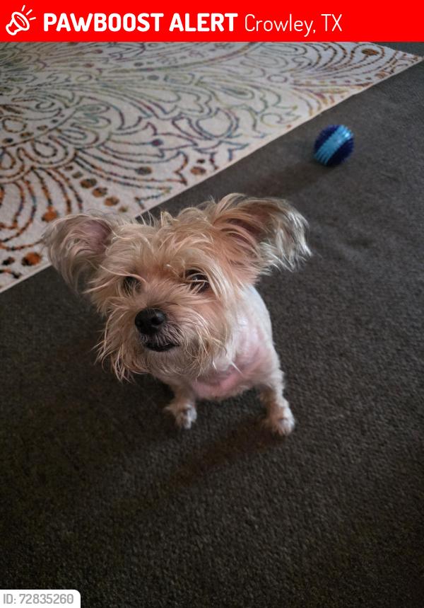 Lost Male Dog last seen E Glendale street and e crowley, Crowley, TX 76036