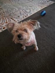 Lost Male Dog last seen E Glendale street and e crowley, Crowley, TX 76036